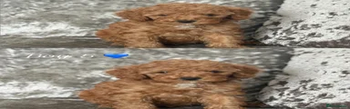 Cockapoo 5