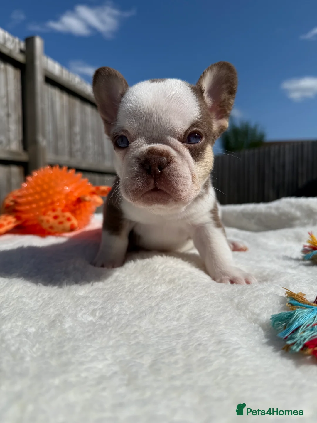 French Bulldog dogs for sale: Hikema X Cheeko (French bulldogs) - Advert 27