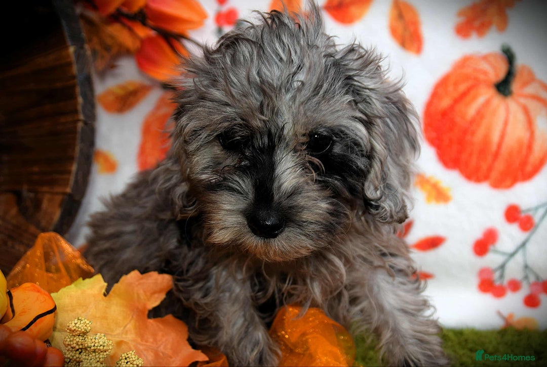 Cockapoo dogs for sale: Fully innoculated hereditary clear toy cockapoos  - Advert 14