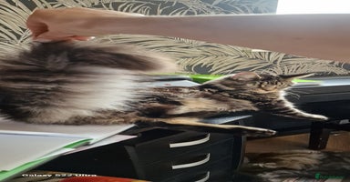 Maine Coon cats - Advert 3