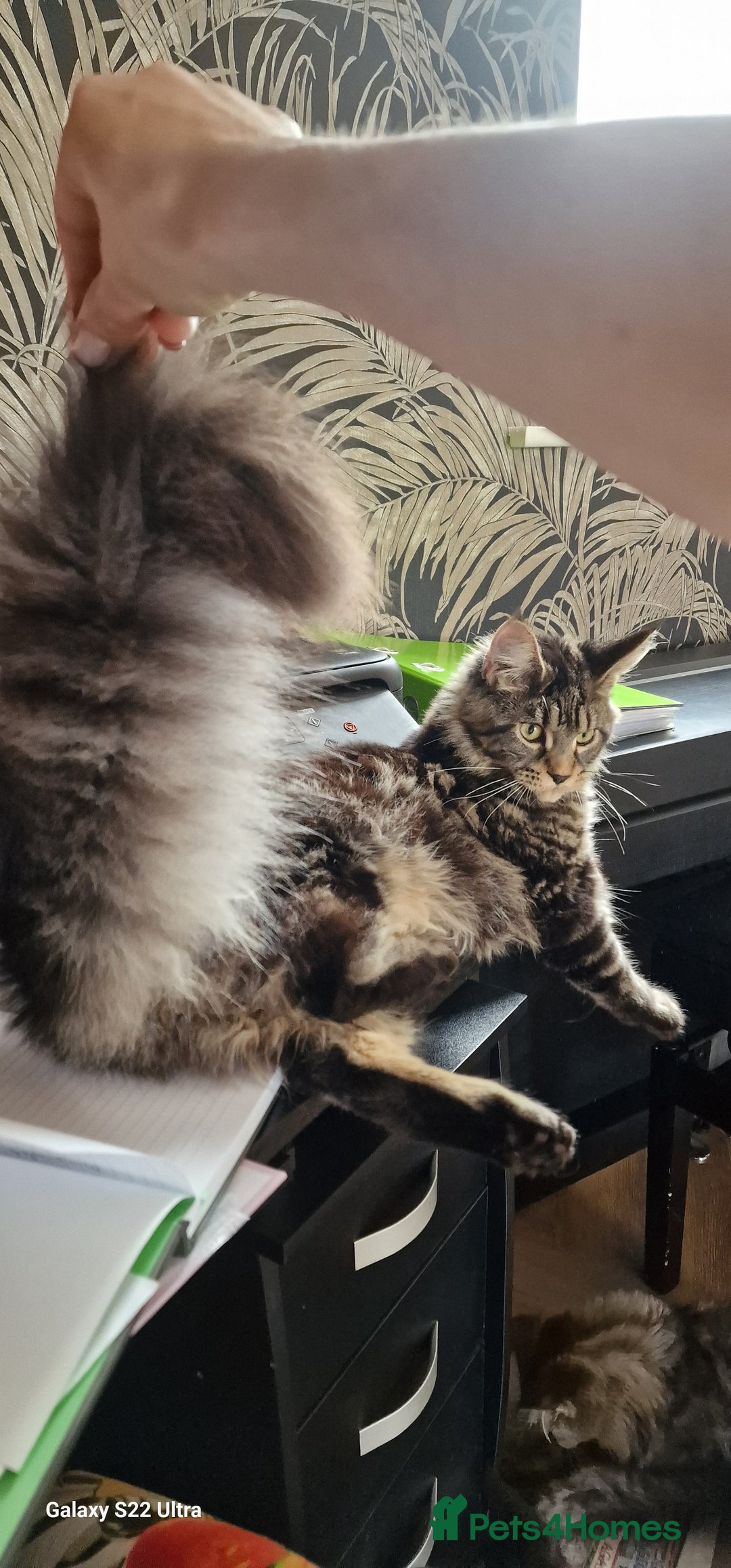 Maine Coon cats for sale: Female MCO - Image 3
