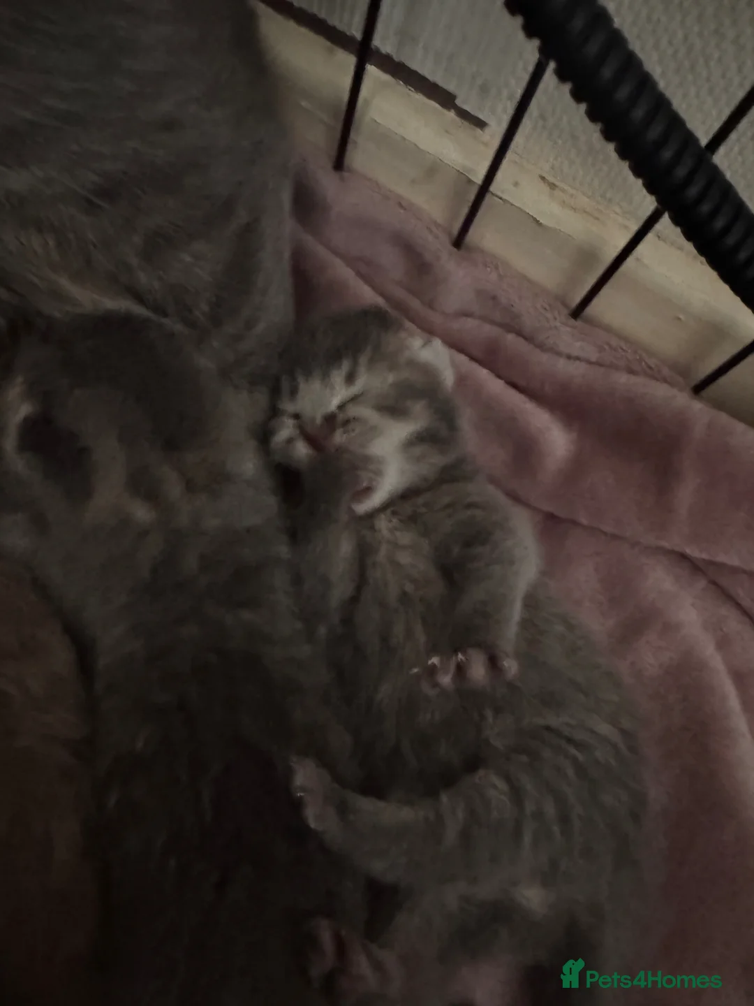 British Shorthair cats for sale: 5 Beautiful British Shorthair Kittens  - Advert 14