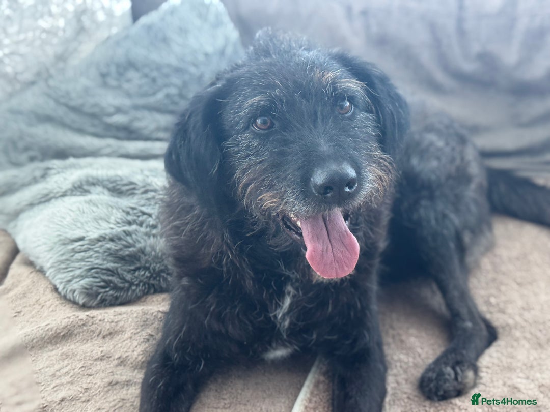 Mixed Breed dogs for adoption: Miro is desperate to find his special Person 💙 - Advert 2