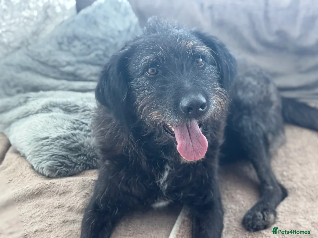 Mixed Breed dogs for adoption: Miro is desperate to find his special Person 💙 - Advert 2