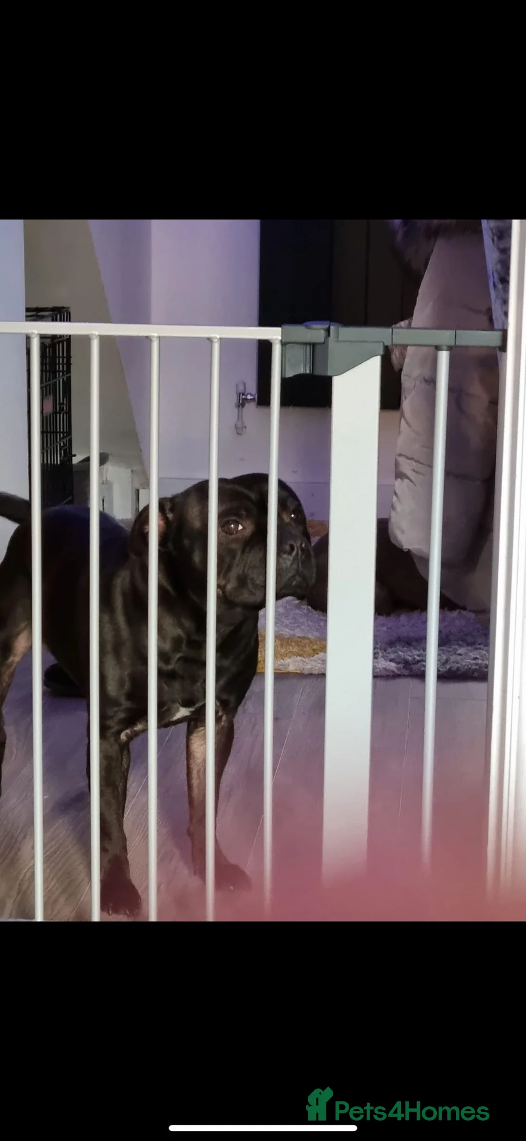 Staffordshire Bull Terrier dogs for stud: STORM FOR STUD in Newton Aycliffe - Advert 13