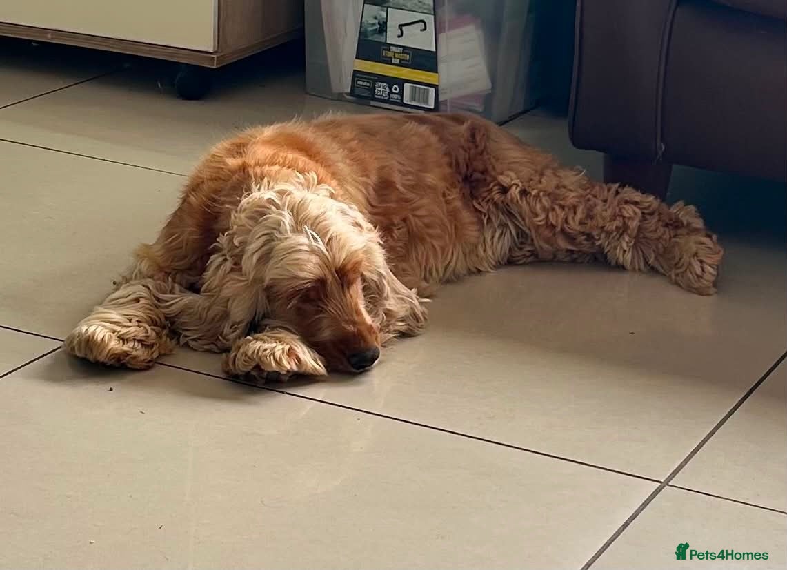 Cocker Spaniel dogs Daisy (Spayed kc golden show cocker spaniel) - Advert 14