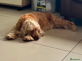 Cocker Spaniel dogs Daisy (Spayed kc golden show cocker spaniel) - Advert 14