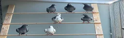 Pigeons birds for sale: 2026 Young Racing Pigeons  in Chesterfield - Advert 7