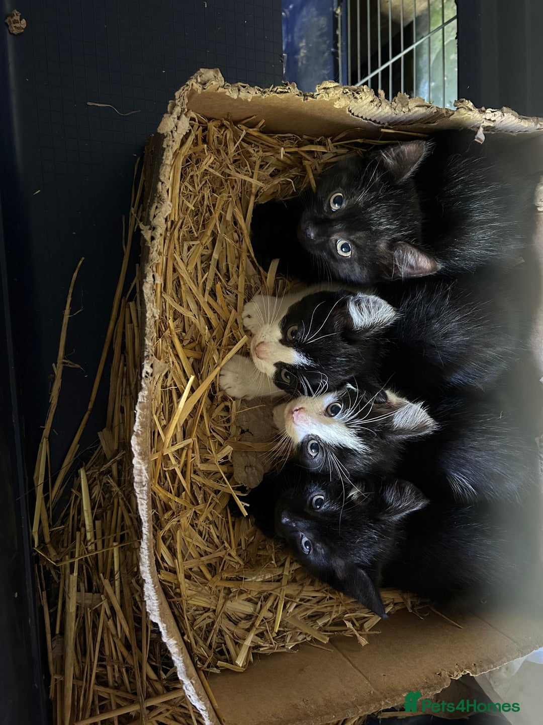 Mixed Breed cats for sale: Kittens - Image 1