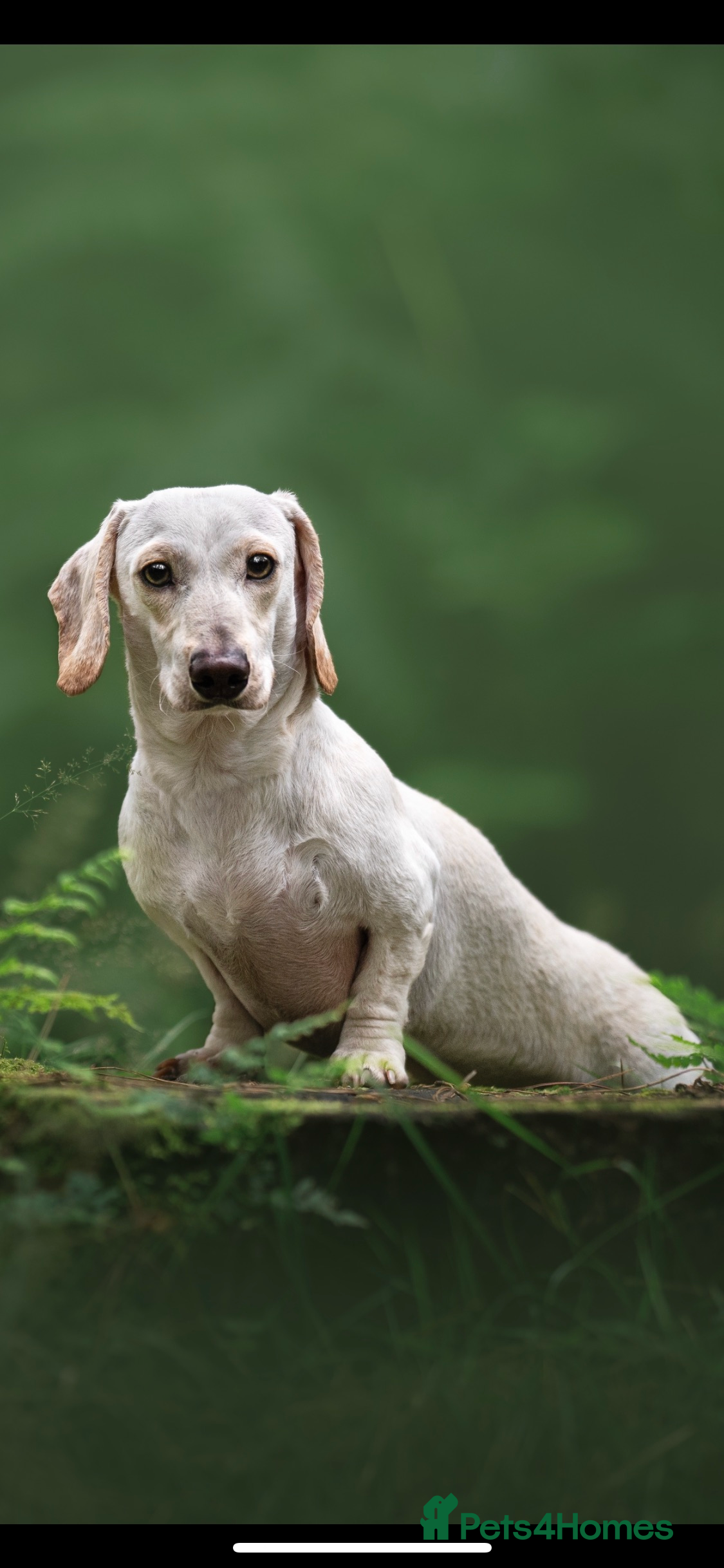Miniature Dachshund dogs for stud: KC/PRA CLEAR SM MINI PROVEN DACHSHUND  - Advert 2