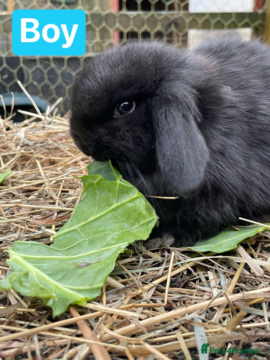 Mini Lop rabbits for sale: Beautiful mini lop babies  - Advert 16