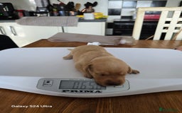 Labrador Retriever dogs for sale: KC REG Lab puppys x 2/11 ready to take home - Image 16