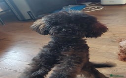 Toy Poodle dogs for sale: Full Asian poodle  - Image 10