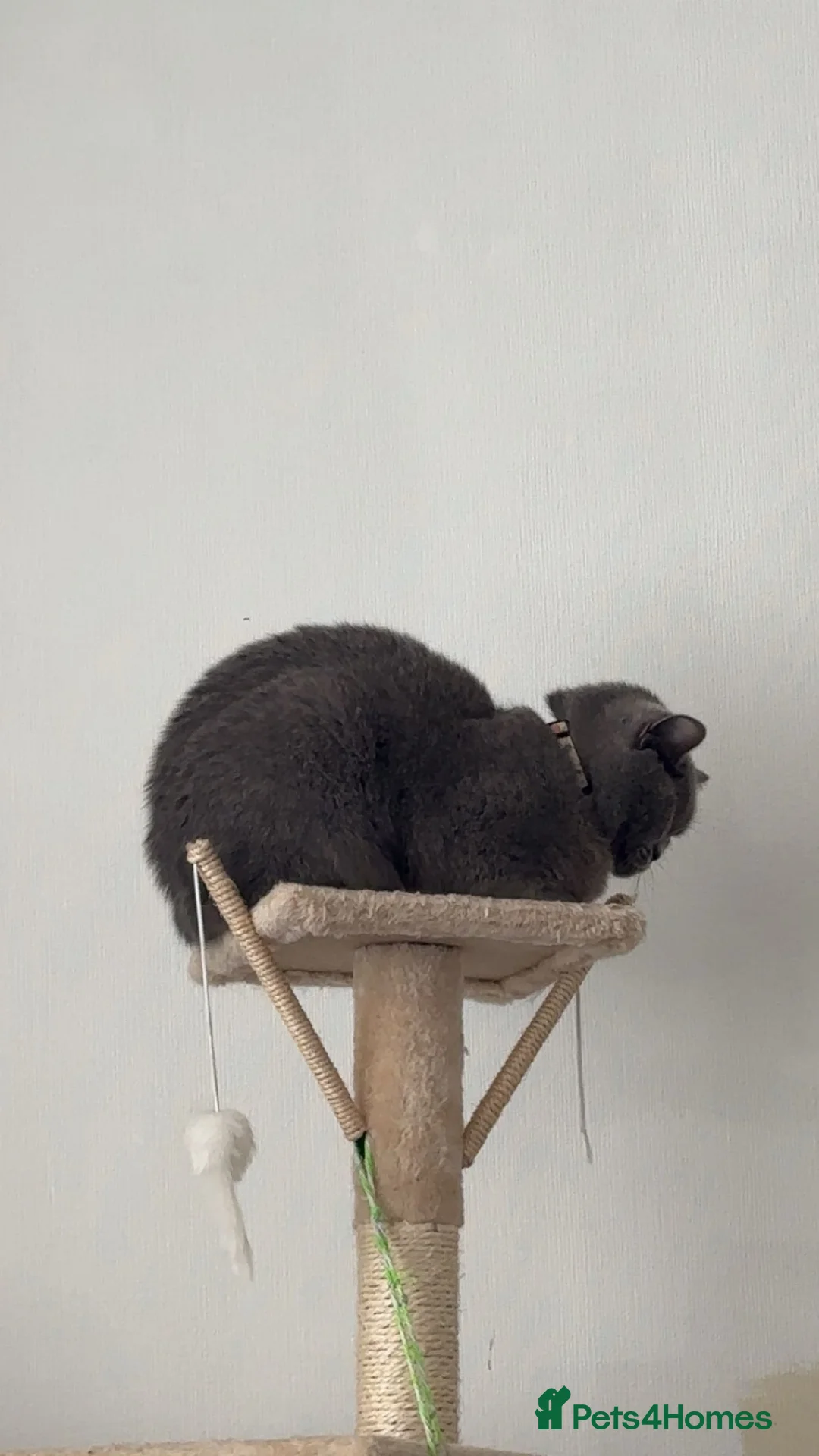 British Shorthair cats for sale: Beautiful BSH Girl- Looking for new loving home - Advert 3