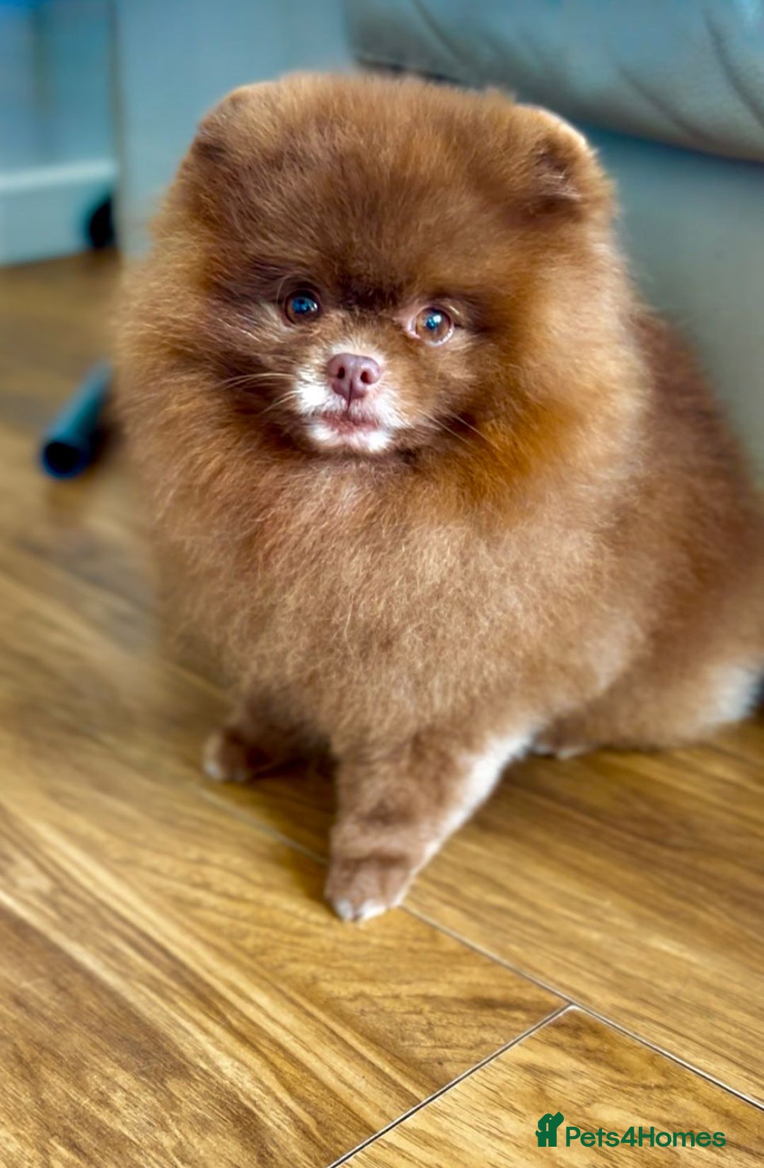 Pomeranian dogs for sale: Adorable mini Pomeranian ❤ - Advert 29