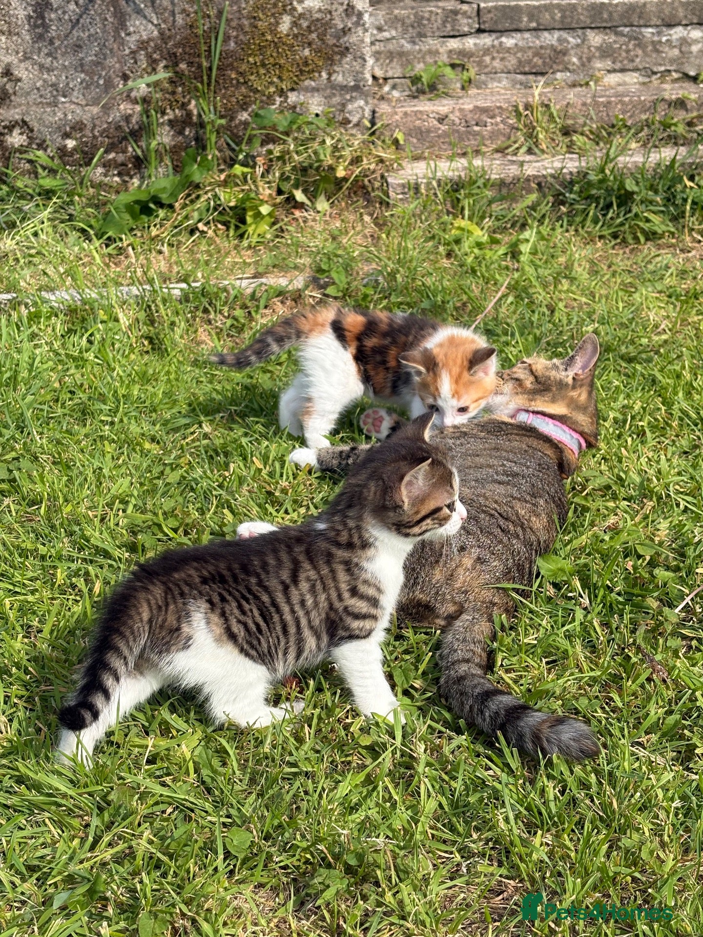 Domestic Shorthair cats 2 kittens looking for forever home! - Advert 1