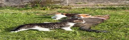 Domestic Shorthair cats for sale: 2 kittens looking for forever home! - Advert 1