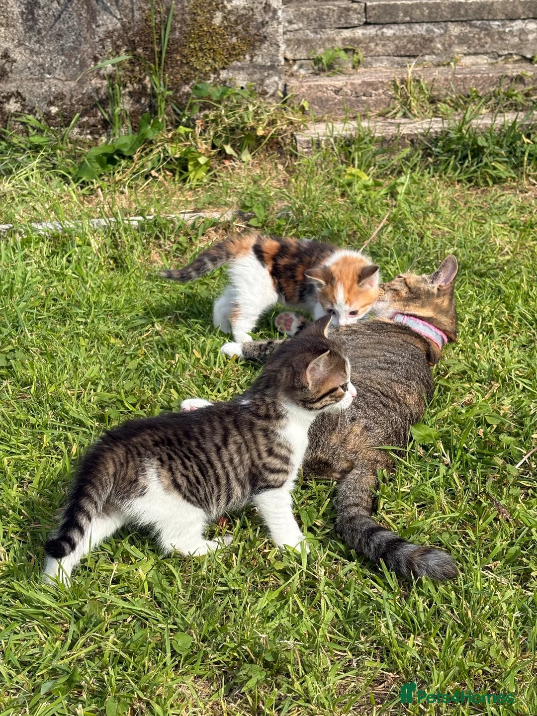 Domestic Shorthair cats for sale: 2 kittens looking for forever home! - Advert 1