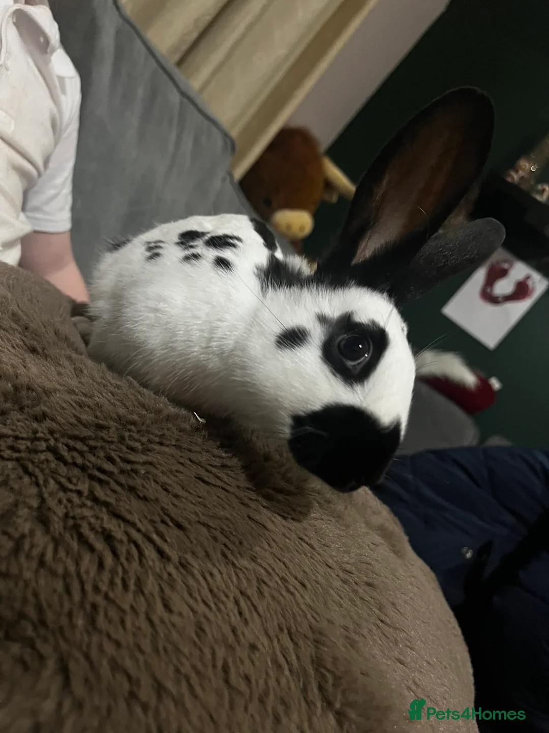 English rabbits for sale: Two lovely brothers  - Advert 2