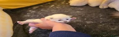 Ragdoll Kitten 3