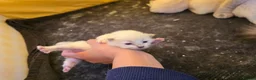 Ragdoll cats for sale: Beautiful Ragdoll Kittens - Advert 5
