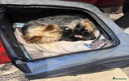 Yorkshire Terrier dogs for sale: Beautiful miniature Yorkie Biewer terriers - Image 7