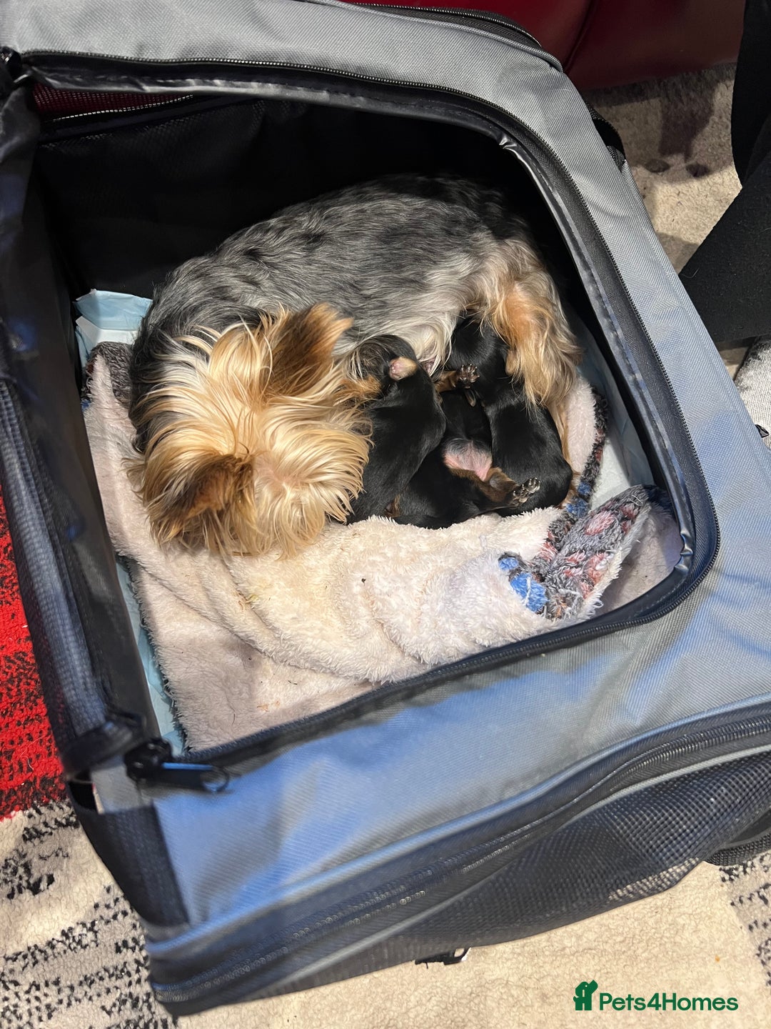 Yorkshire Terrier dogs for sale: Beautiful miniature Yorkie Biewer terriers - Image 7