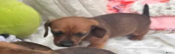 Dachshund dogs for sale: Long & Short haired Sable crea Dachshund puppies  - Advert 23