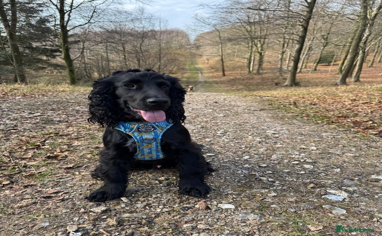 Cocker Spaniel dogs - Advert 5