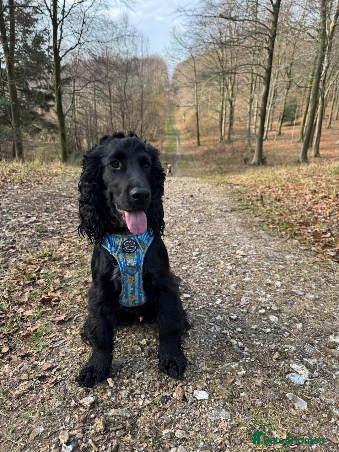 Cocker Spaniel dogs for sale: Ziggy Male Cocker Spaniel - Image 1
