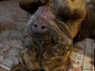 Mixed Breed dogs Rufus cross breed of mastiff - Advert 16