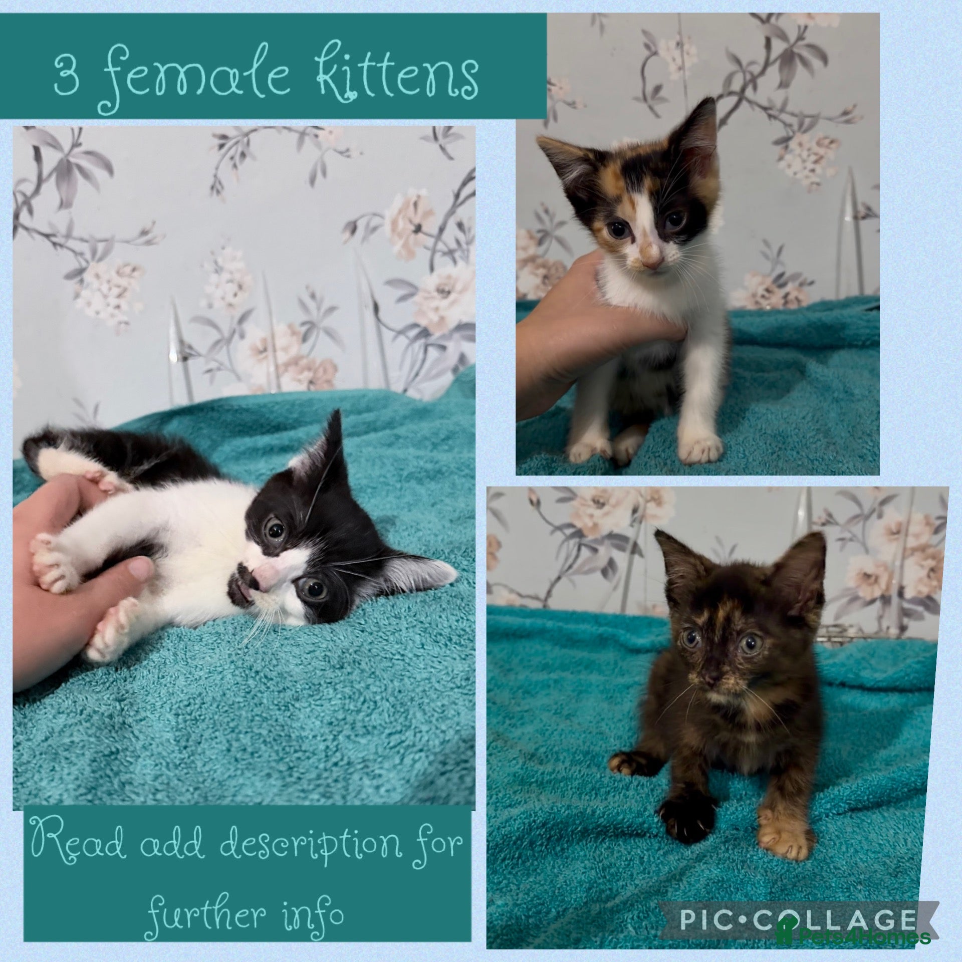 Mixed Breed cats READY NOW 3 female kittens - Advert 15