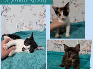 Mixed Breed cats READY NOW 3 female kittens - Advert 15