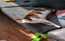 Domestic Shorthair cats for sale: Looking to re-home my nearly 5 year old female cat - Image 5
