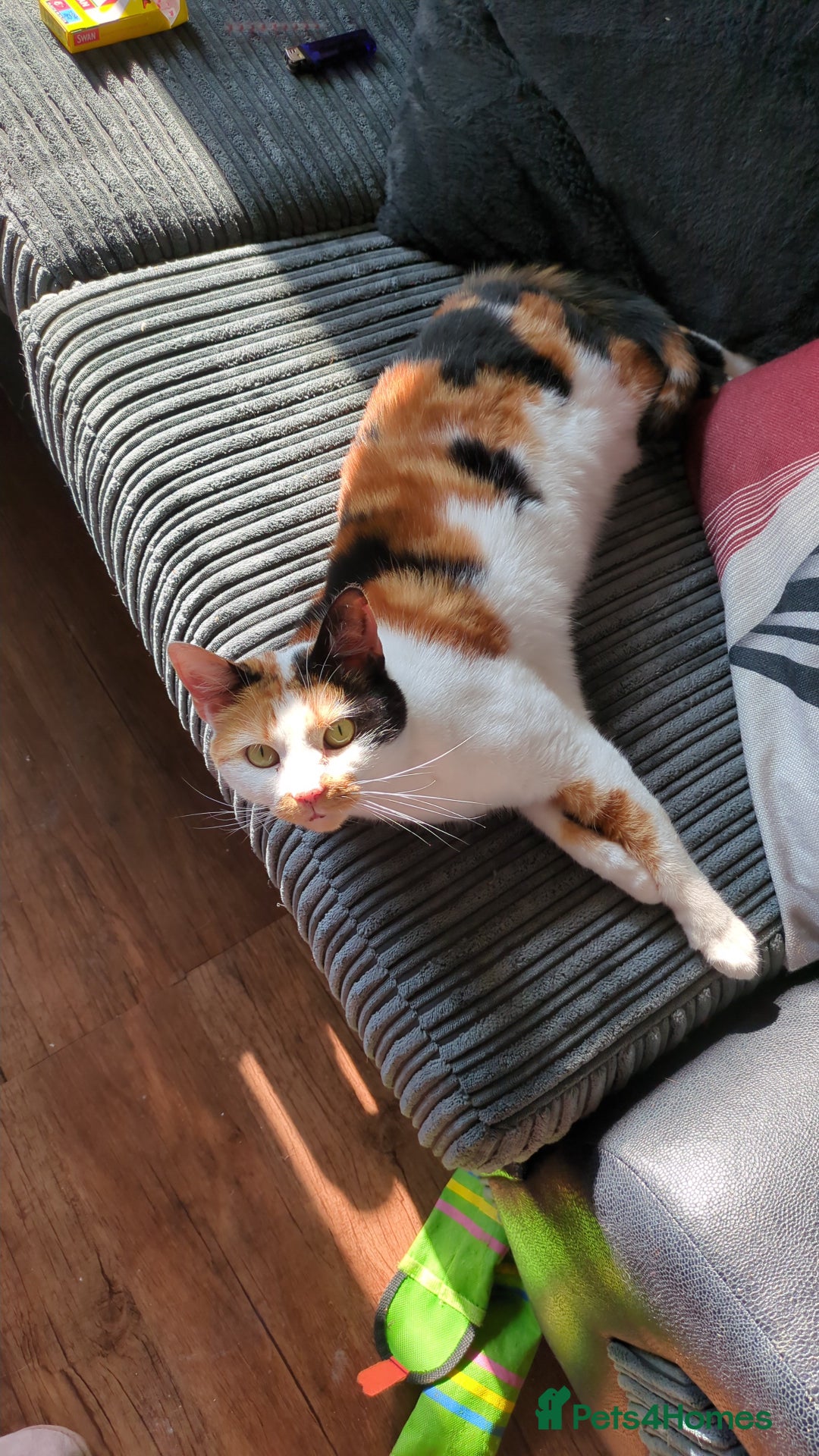 Domestic Shorthair cats for sale: Looking to re-home my nearly 5 year old female cat - Image 5