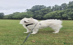 Samoyed dogs for stud: *KC*Beautiful Samoyed For Stud {PROVEN} in Walsall - Image 3