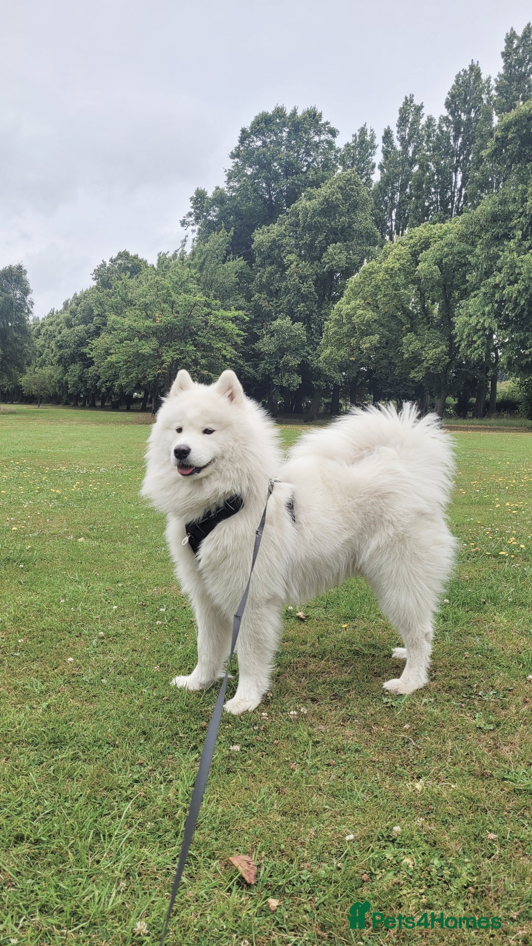 Samoyed dogs for stud: *KC*Beautiful Samoyed For Stud {PROVEN} in Walsall - Image 3