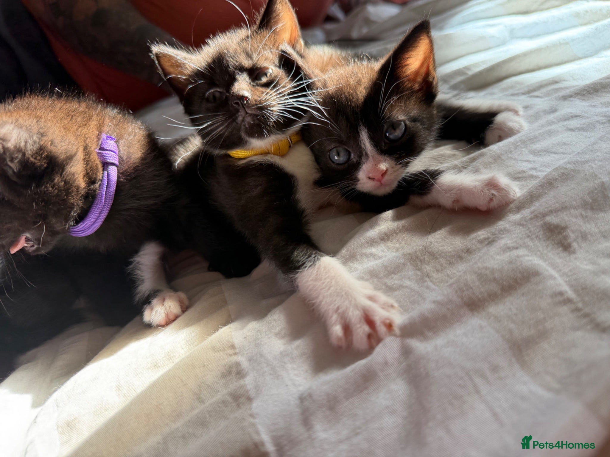 Mixed Breed cats Beautiful kittens  - Advert 2