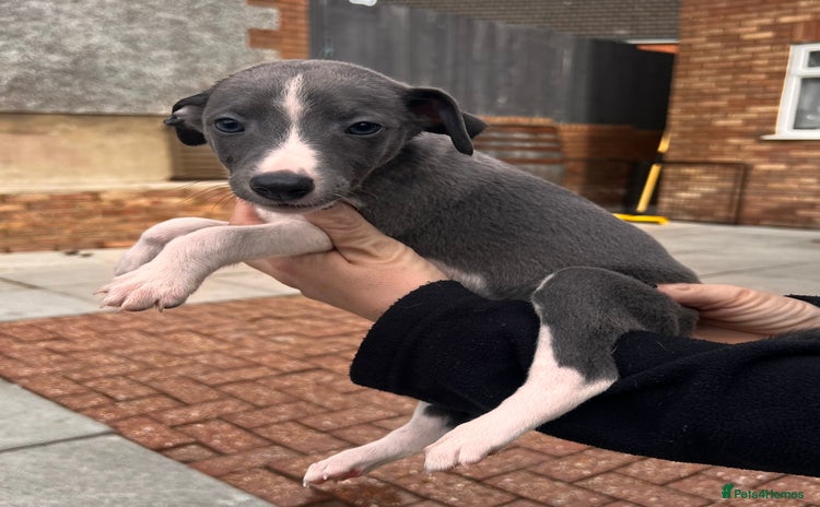 Whippet dogs - Advert 5