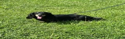 Miniature Dachshund dogs for sale: Silver dapple and tan longhaired boy - Advert 4