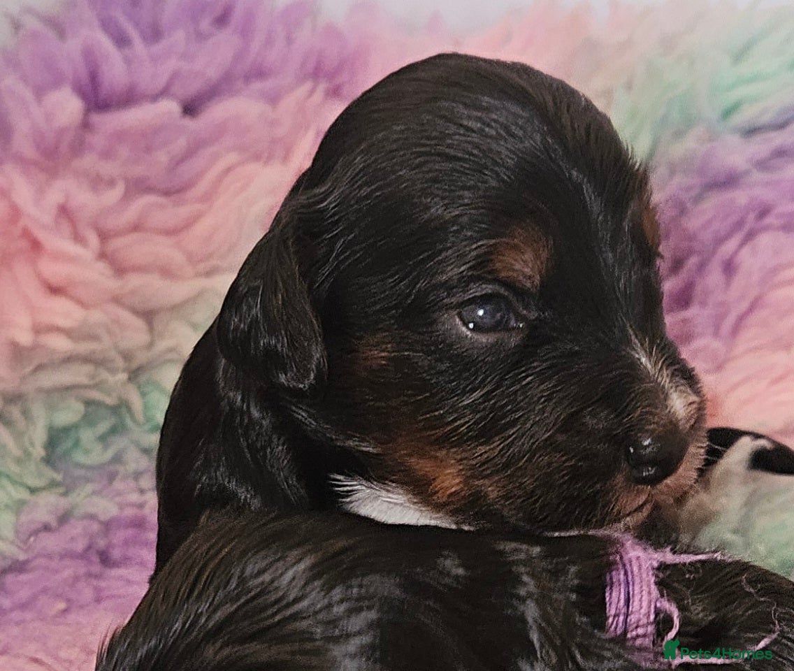 Cockapoo dogs for sale: Licensed breeder Show cockapoo litter! BOYS ONLY  - Advert 2