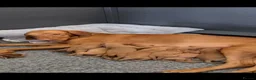Hungarian Vizsla dogs for sale: Champion Bred Hungarian Vizsla Pups 0.9%COI KC Reg - Advert 1