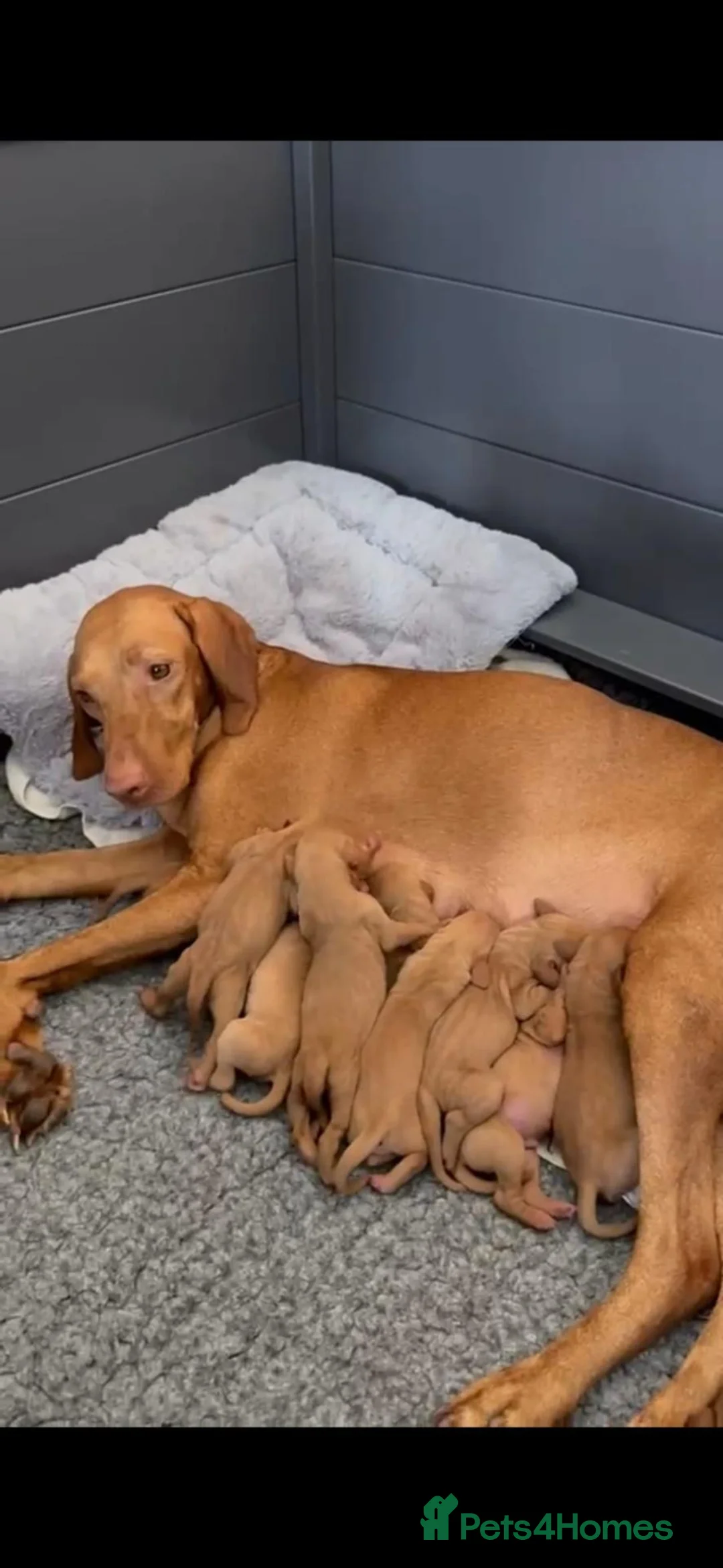 Hungarian Vizsla dogs for sale: Champion Bred Hungarian Vizsla Pups 0.9%COI KC Reg - Advert 1