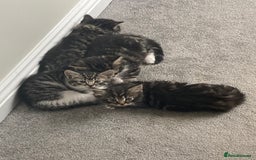 Mixed Breed cats for sale: Big fluffy kittens for sale part Maine coon - Image 1