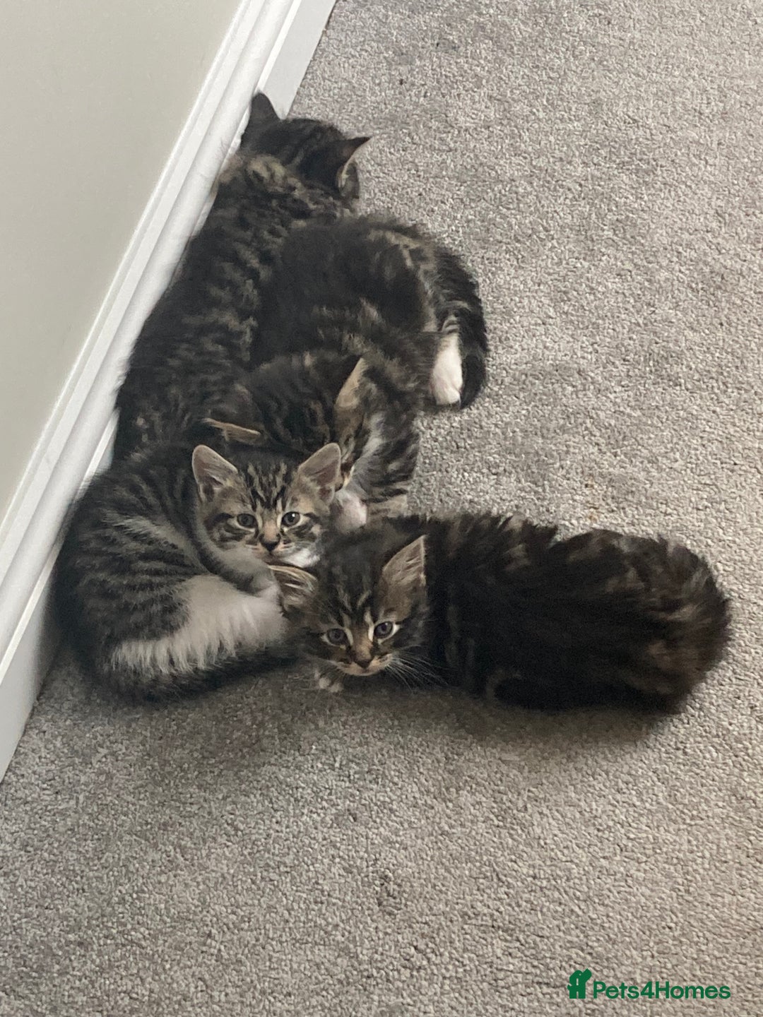 Mixed Breed cats for sale: Big fluffy kittens for sale part Maine coon - Image 1