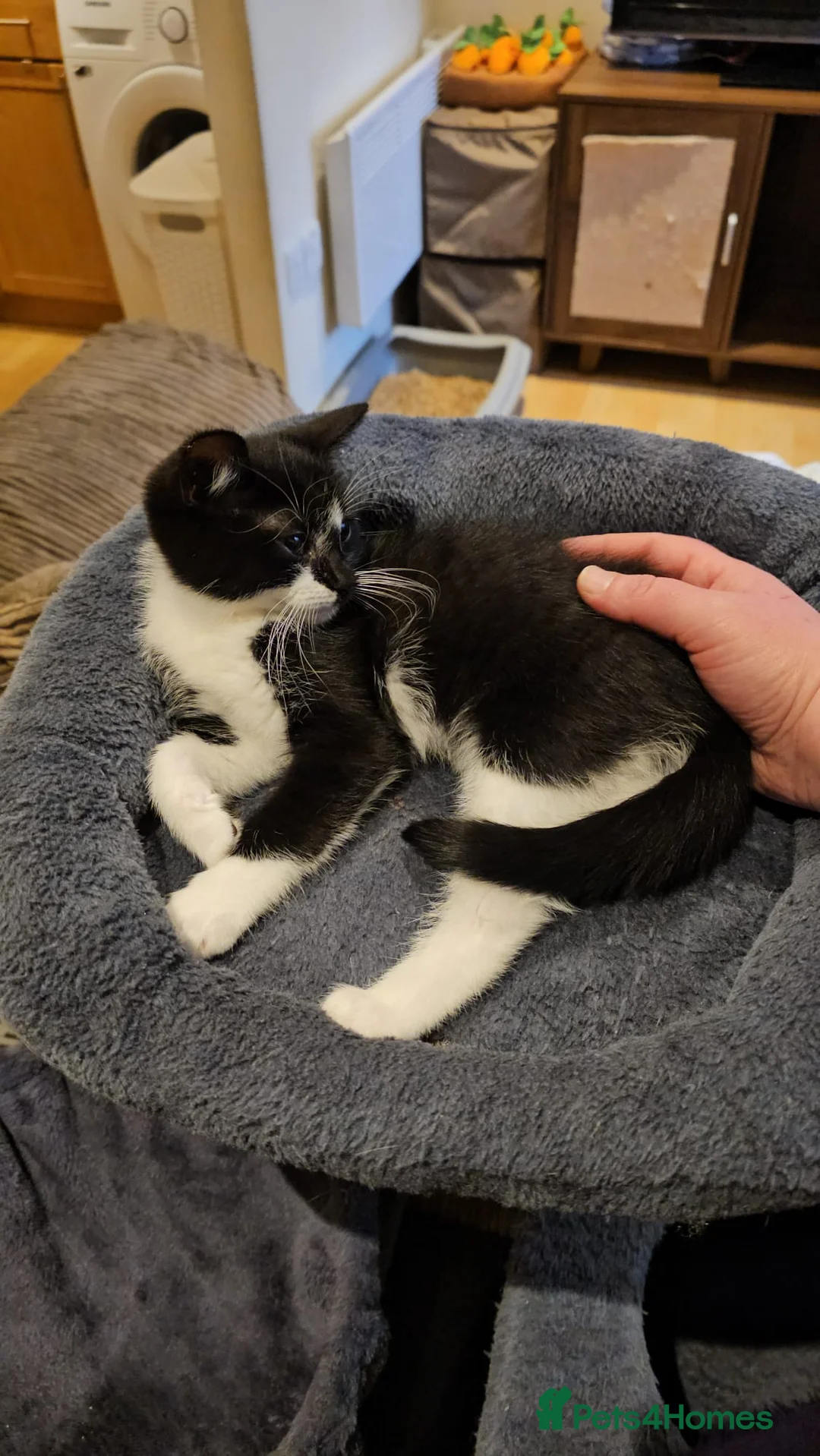 Mixed Breed cats for adoption: Bonded pair of rescue kittens ready for home - Advert 9