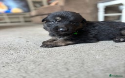 German Shepherd dogs for sale: 8x German Shepherd Puppies - Image 4