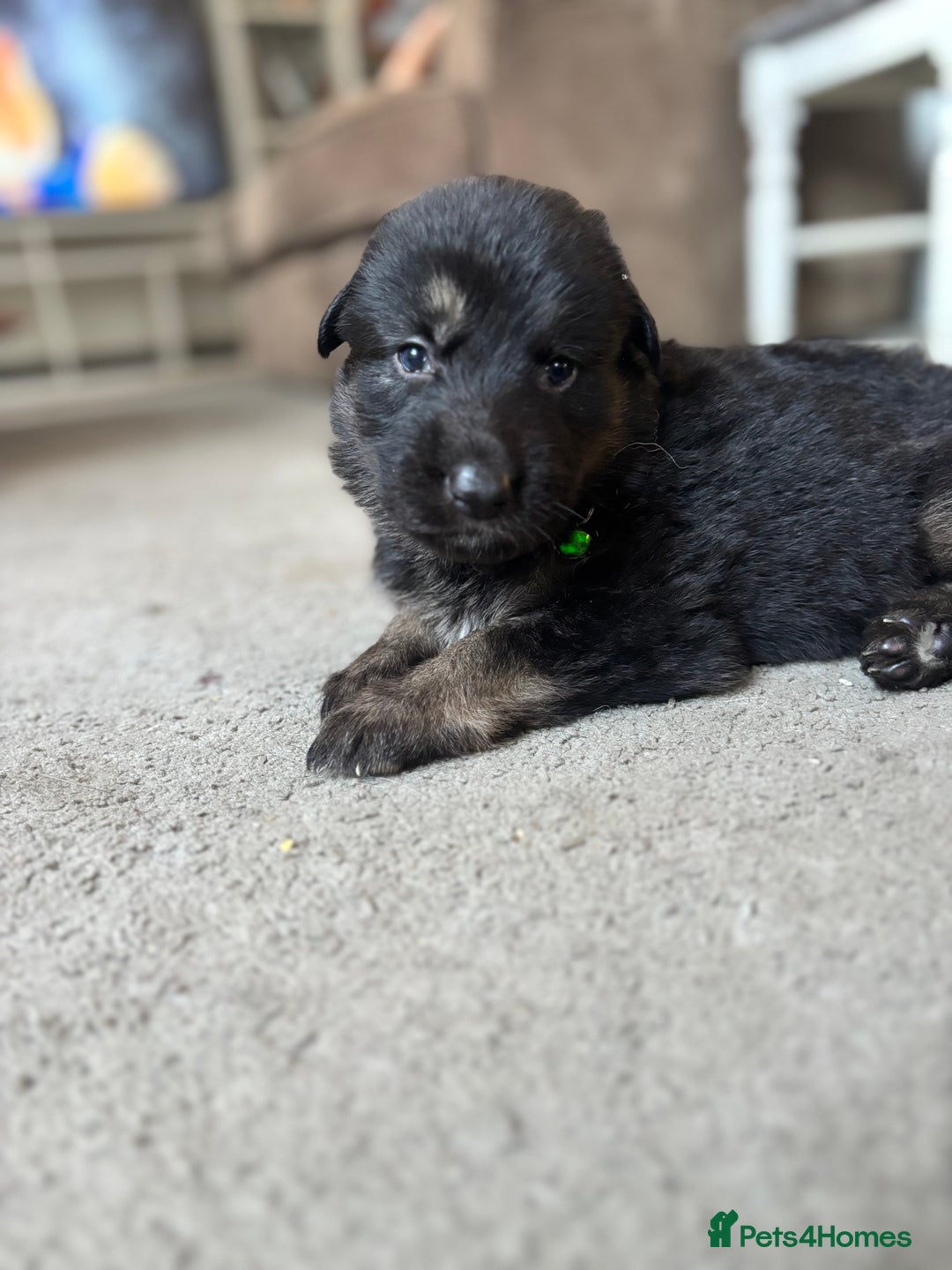 German Shepherd dogs for sale: 8x German Shepherd Puppies - Image 4