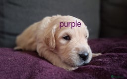 Golden Retriever dogs for sale: Golden Retriever pups - Image 1