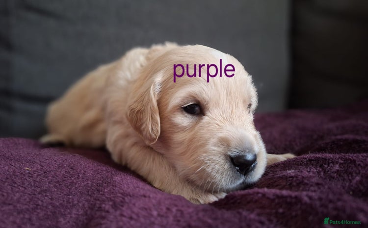 Golden Retriever dogs - Advert 1